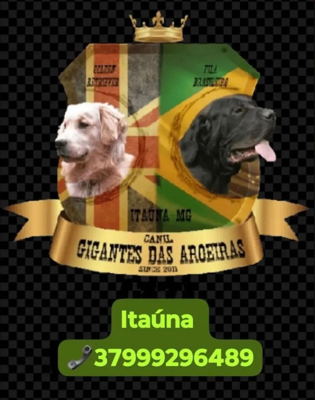 Fila Brasileiro com pedigree CBKC  - Foto 4