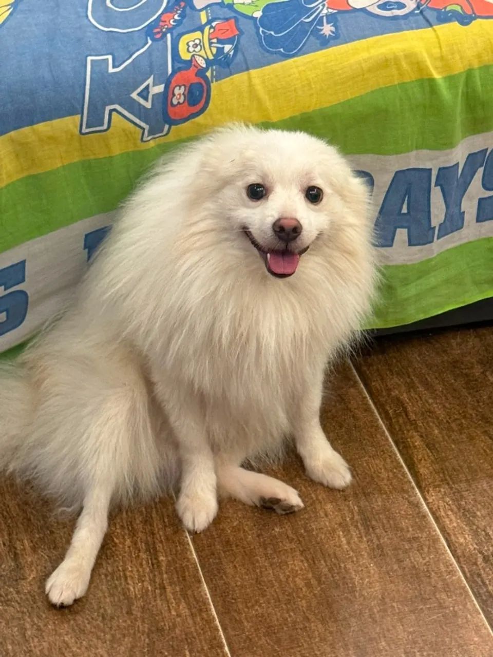 Lindo Spitz Alemão Macho! - Foto 5