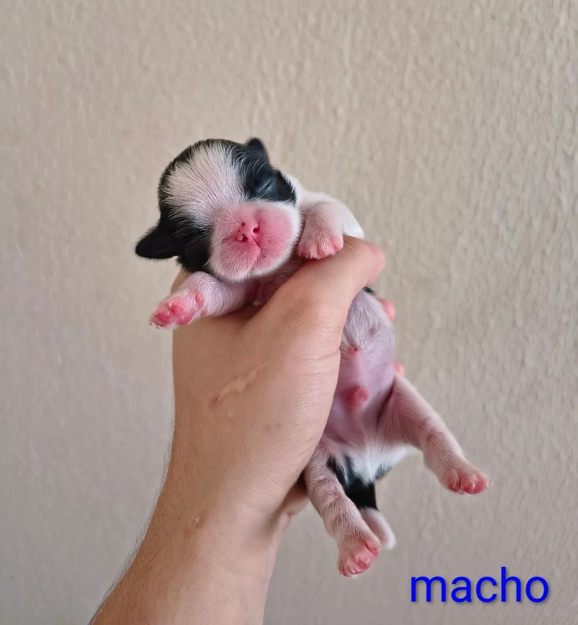 Filhotes de Shih Tzu Micro legítimos - Foto 2