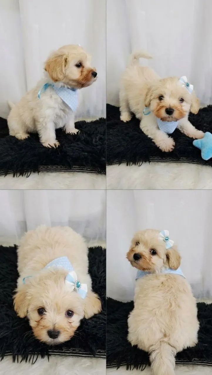 Poodle com Spitz 
