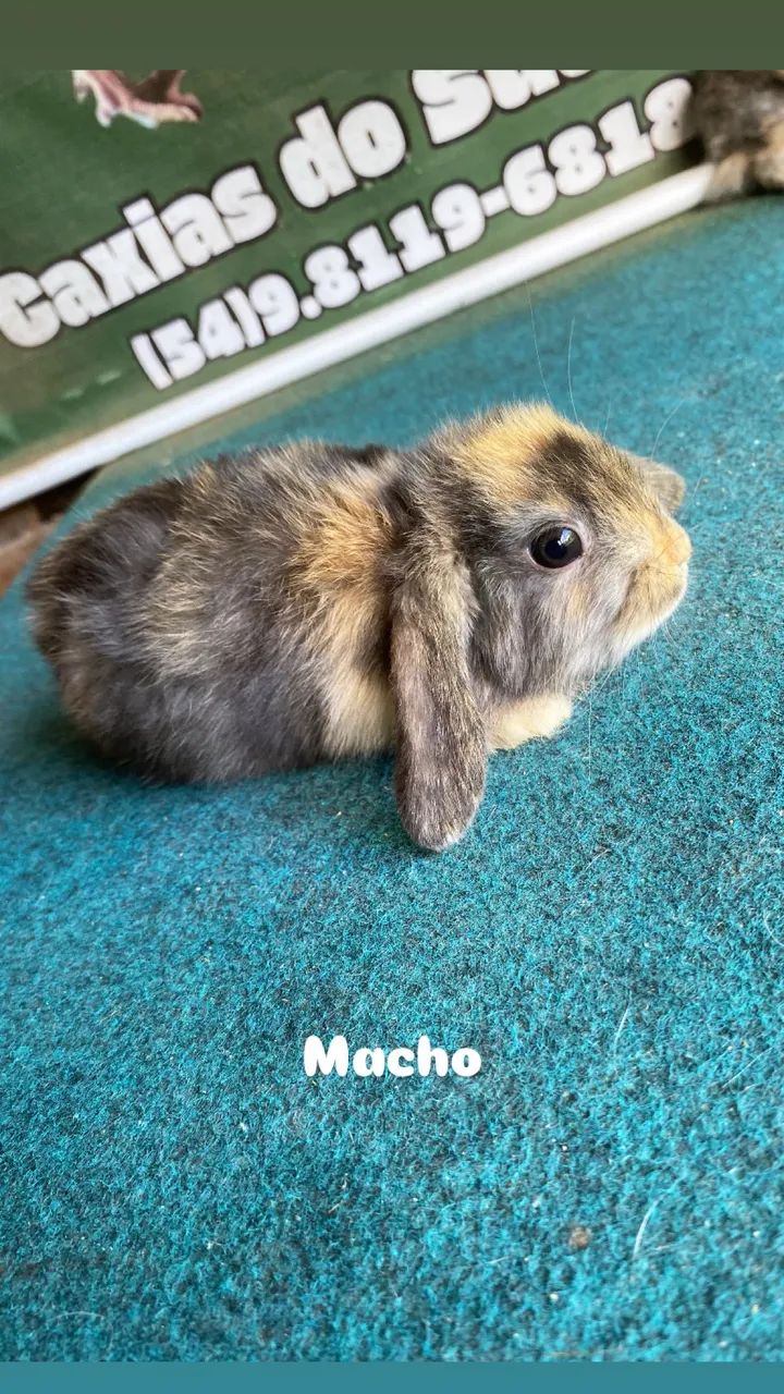 Mini coelhos mini lop  - Foto 3