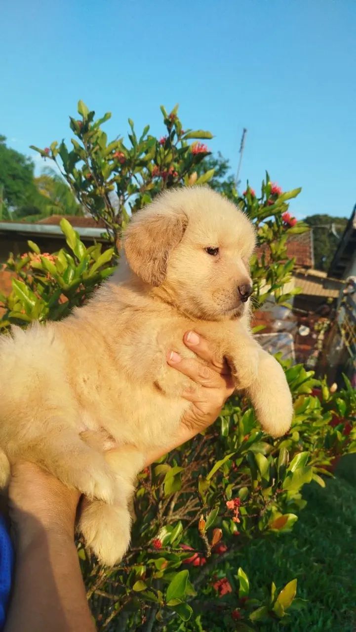 Golden Retriever  - Foto 3