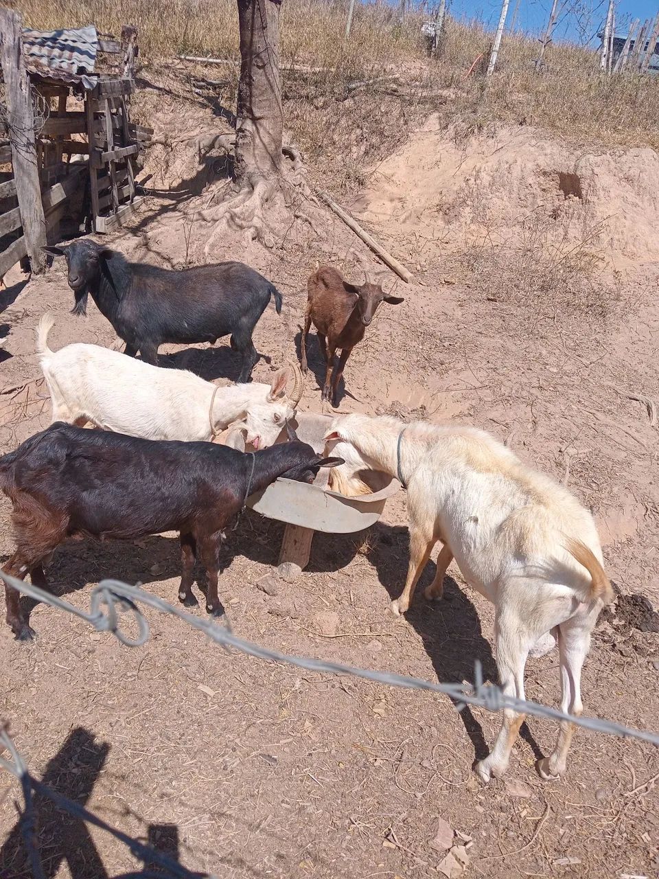 Vendo lote de cabras  - Foto 3