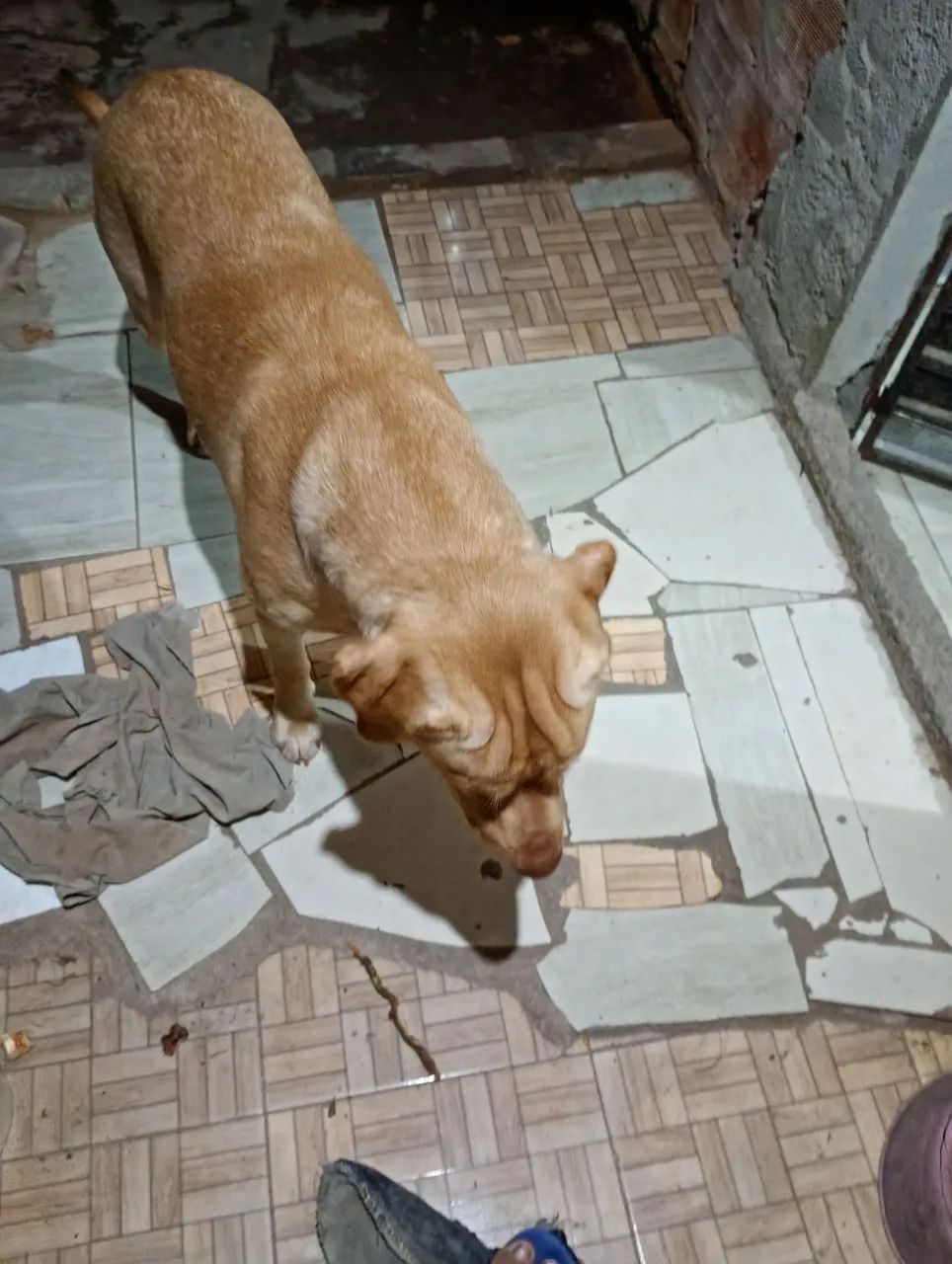 Doação de um labrador.  - Foto 2