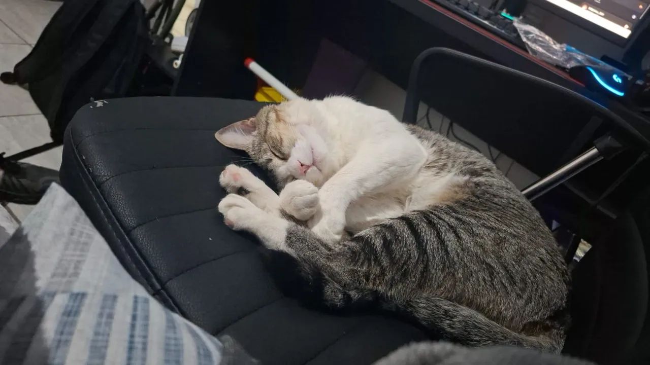 Gato