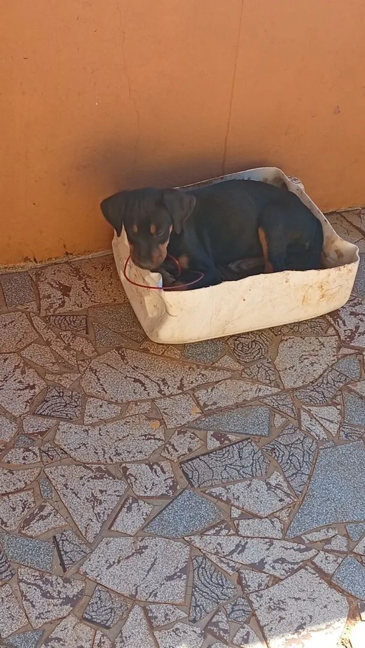 Estou doando esse cachorrinha - Foto 2