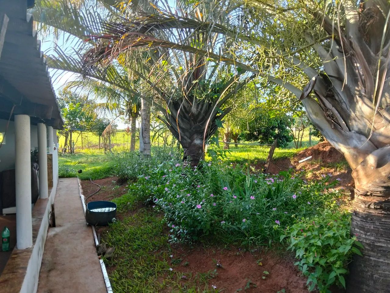 Sitio a venda em Mirandópolis-SP - Foto 5