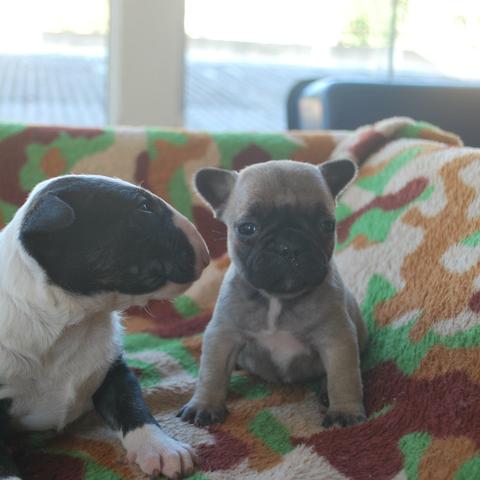 Bull Terrier [kennel Mafia do Bull - Foto 5