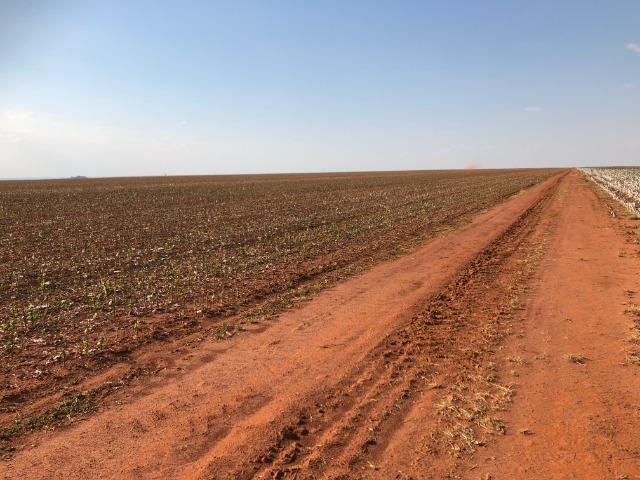 175 hectares,Sapezal,100% lavoura, soja e algodão - Foto 2