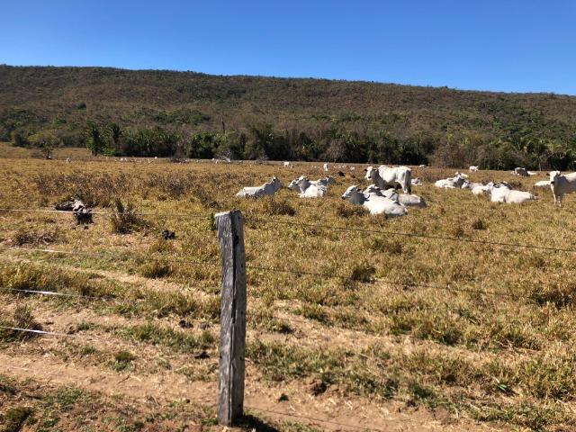 Galinha Morta, 1200 Hectares,500 Reses,Trator, porteira Fechada, Alto Paraguai ?MT - Foto 5