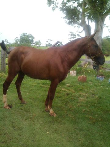 Vendo Cavalo - Foto 2