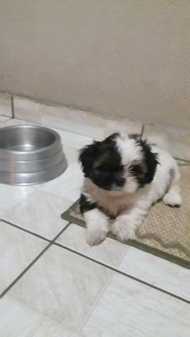 Vendo dois Shih tzu - Foto 2