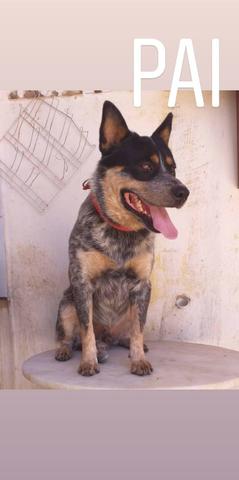 Filhote de Boiadeiro Australiano (Blue Heeler) - Foto 2