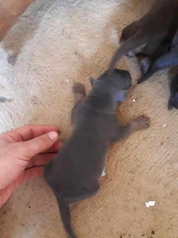 Filhotes doberman - Foto 4