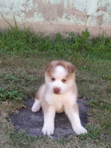 HUSKY siberiano Marrom dos olhos azuus - Foto 4