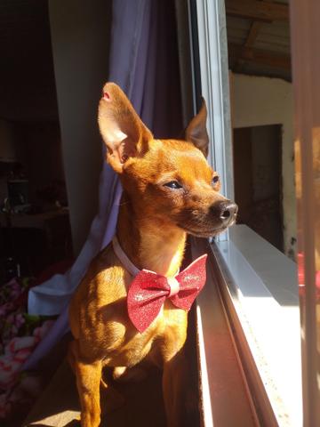 Pinscher - Foto 4