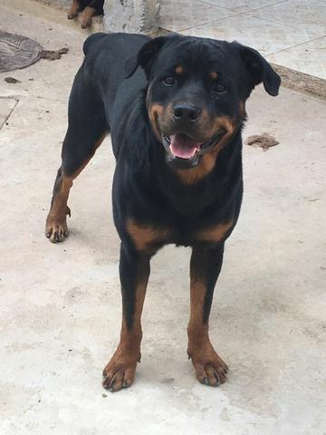 Filhotes de rottweiler - Foto 3