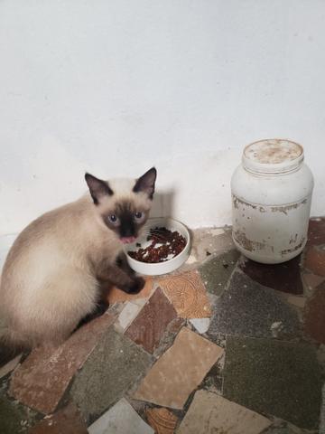Gata siamês pura 5 meses