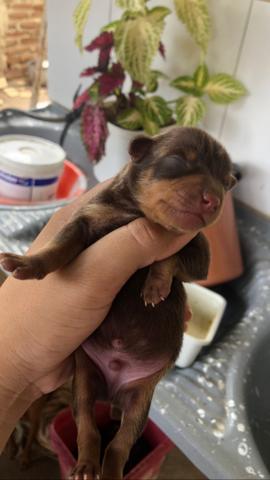 Filhotes de pinscher! - Foto 2