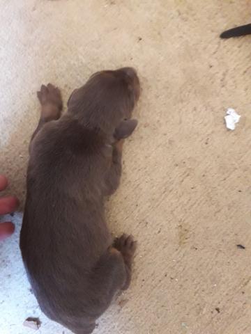 Filhotes doberman - Foto 5