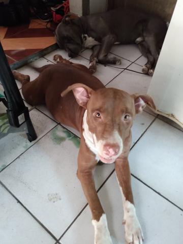 Filhote Pit Bull disponível pra reserva - Foto 2