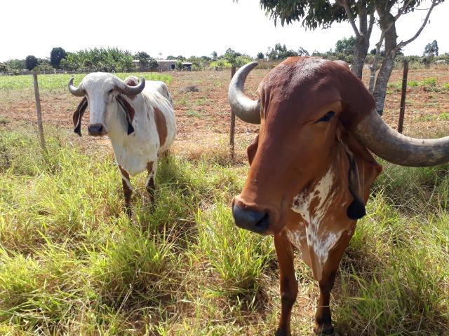 Cavalo e vacas gir puras PO, e um garrote - Foto 3