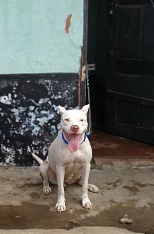 Pit bull red nose femea disponivel pra cruzar - Foto 3
