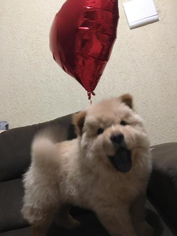 Chow Chow - Foto 5