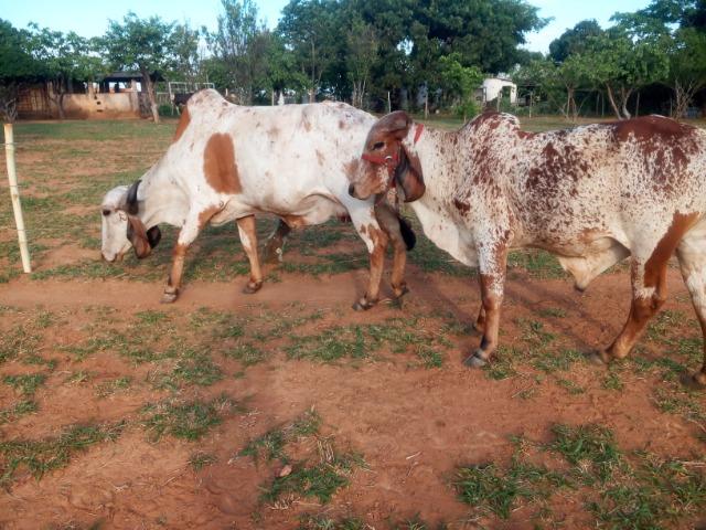 Cavalo e vacas gir puras PO, e um garrote - Foto 2