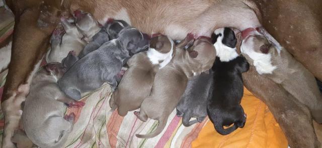 Filhote Pit Bull disponível pra reserva - Foto 3