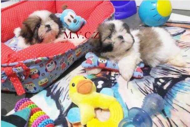 Shih Tzu Mini Filhote com Pedigre e Garantia de Saúde - Foto 5
