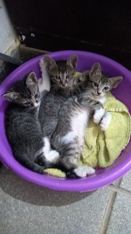 Filhotinhos de gatos para ADOÇÃO