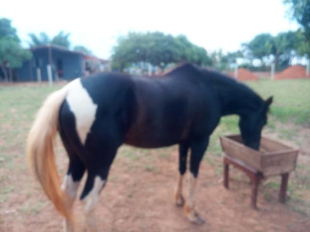 Cavalo e vacas gir puras PO, e um garrote