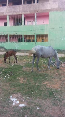 Besta com a burrinha