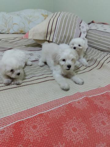 Animais de estimação(cachorro) da raça poodle