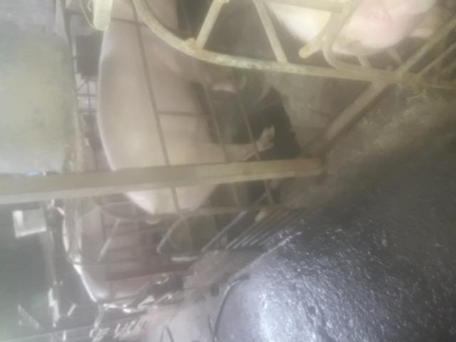 Animais - Foto 4