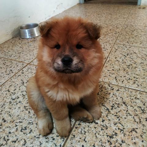 Vendo filhotes de Chow Chow - Foto 4