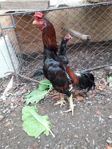 Galos Shamo