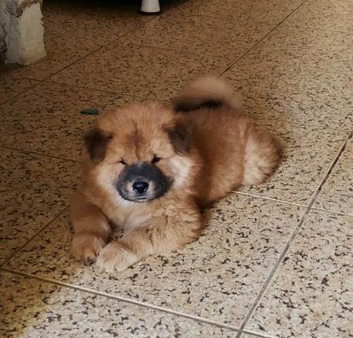 Vendo filhotes de Chow Chow - Foto 2