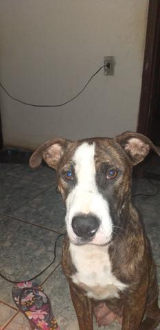 Pitbull - Foto 3