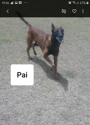 Pastor Belga Malinois - Foto 5