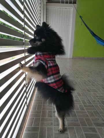 Spitz alemão procura namorada - Foto 2