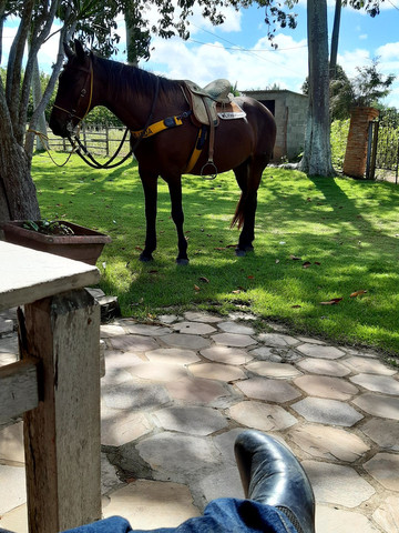 Cavalo Meio Sangue - Foto 5