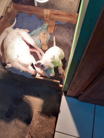Cachorro - Foto 2