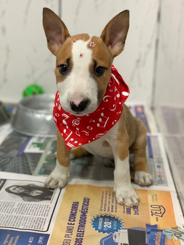 Bull Terrier -Vacinado