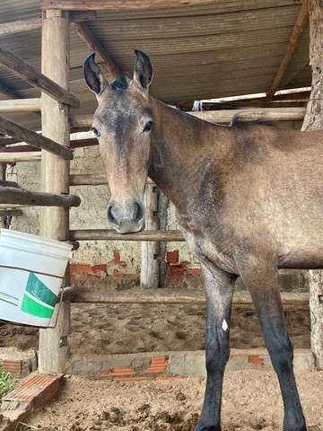 Potra Mangalarga Marchador MM