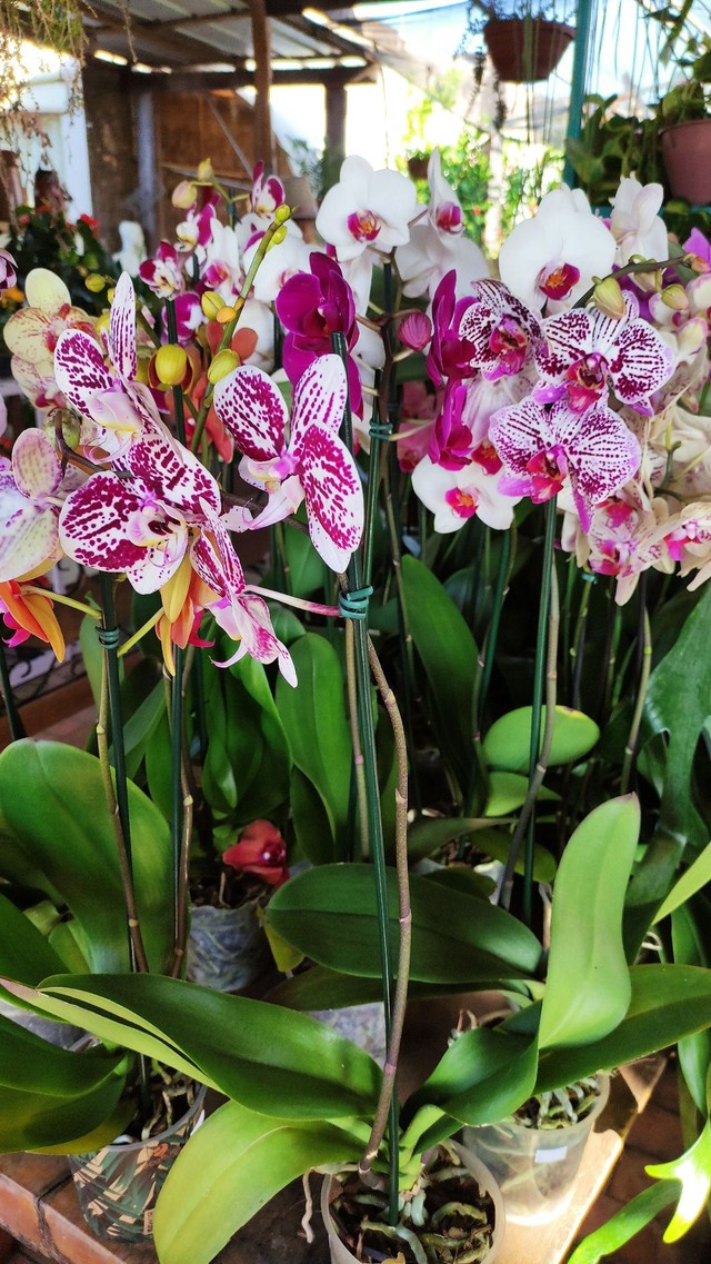 Orquídeas floridas  - Foto 2