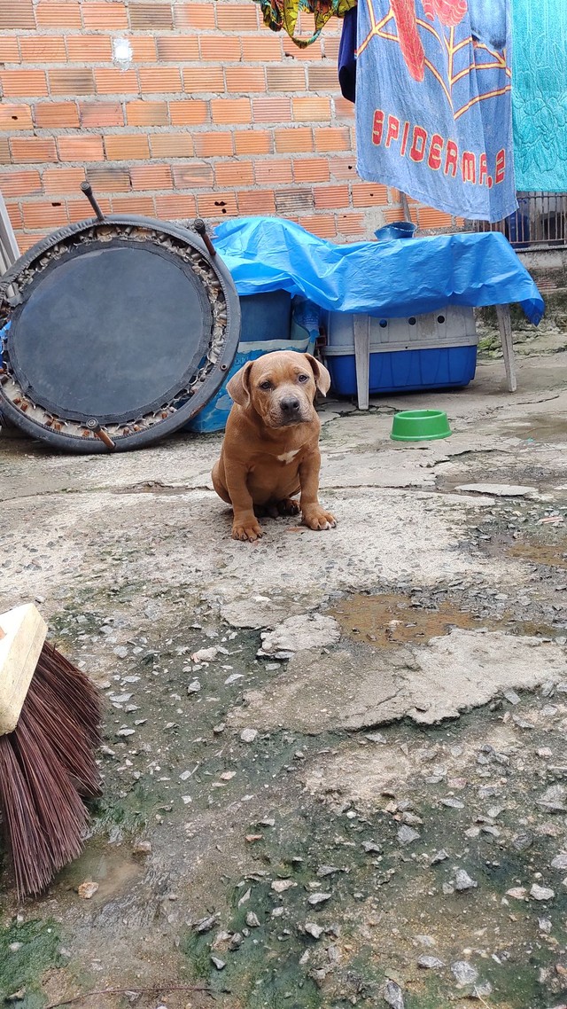 Último filhote de Bully macho desponivel 