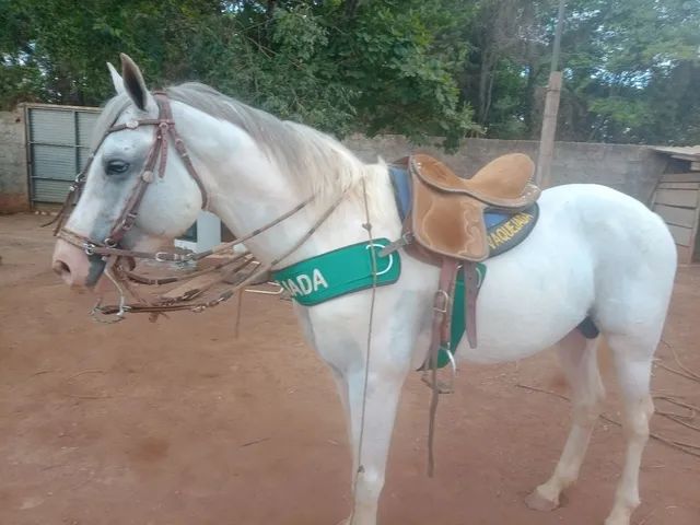 Aveia contaminada mata 13 cavalos no Distrito Federal