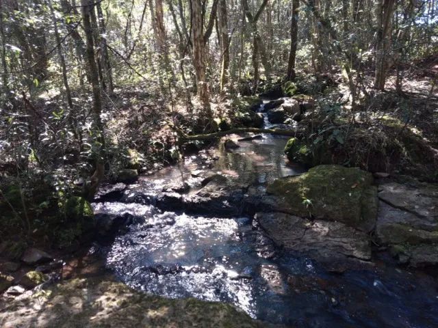 Chácara 2,0 Ha Dalagno - Foto 12